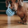 Smooth brown miniature dachshund puppy inviting the owner to play with him, holding blue toy ball in his mouth.