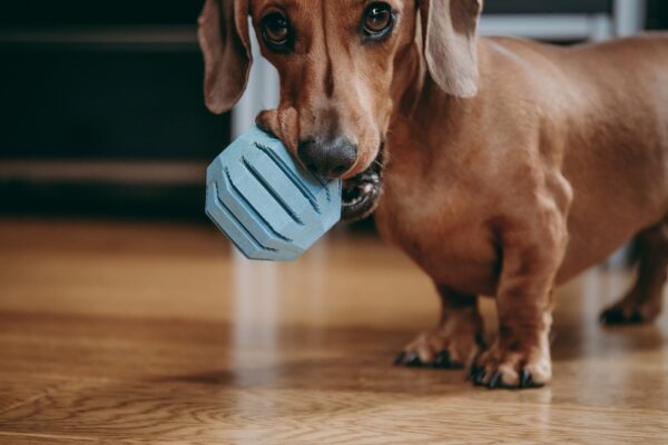 Smooth brown miniature dachshund puppy inviting the owner to play with him, holding blue toy ball in his mouth.